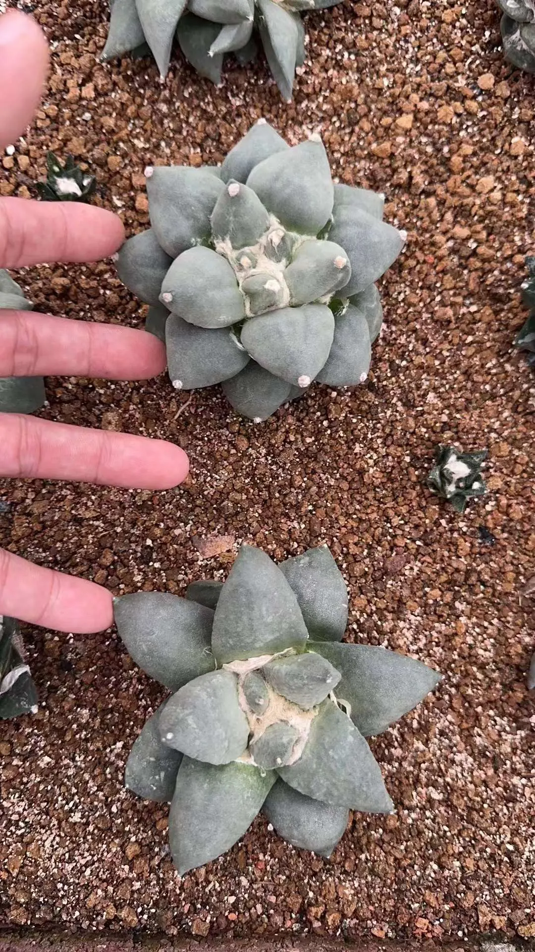 plant Aeonium Echeveria Haworthia  Caudex  Lithops Cactus  Agave 