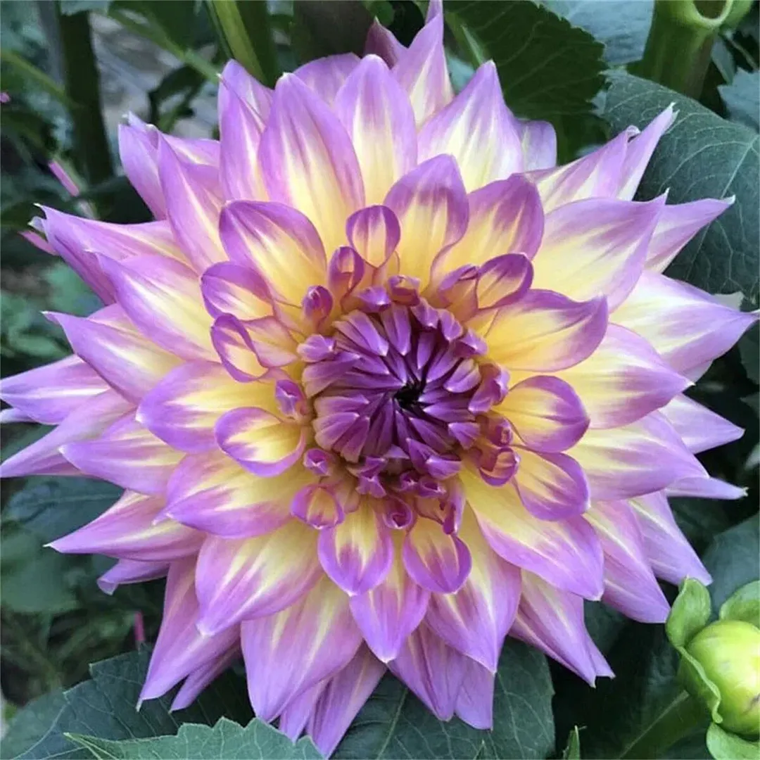 Red Devils-Double dahlia bulbs