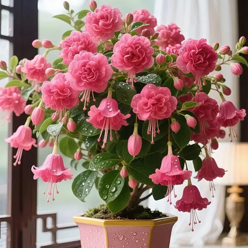Ruby-🔔Double Fuchsia Bulbs