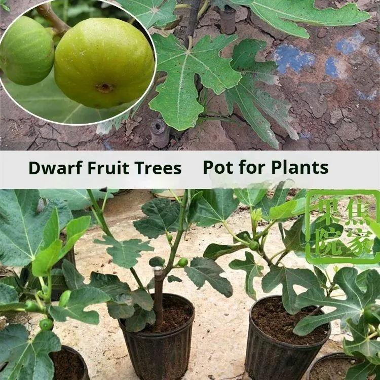 Mission Fig – Ficus carica, évelő gyümölcsfa, tartós és könnyen termeszthető növény kertekbe és udvarokba Mission Fig – Ficus carica, évelő gyümölcsfa, tartós és könnyen termeszthető növény kertekbe és udvarokba