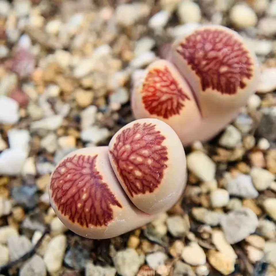 plant Aeonium Echeveria Haworthia  Caudex  Lithops Cactus  Agave 