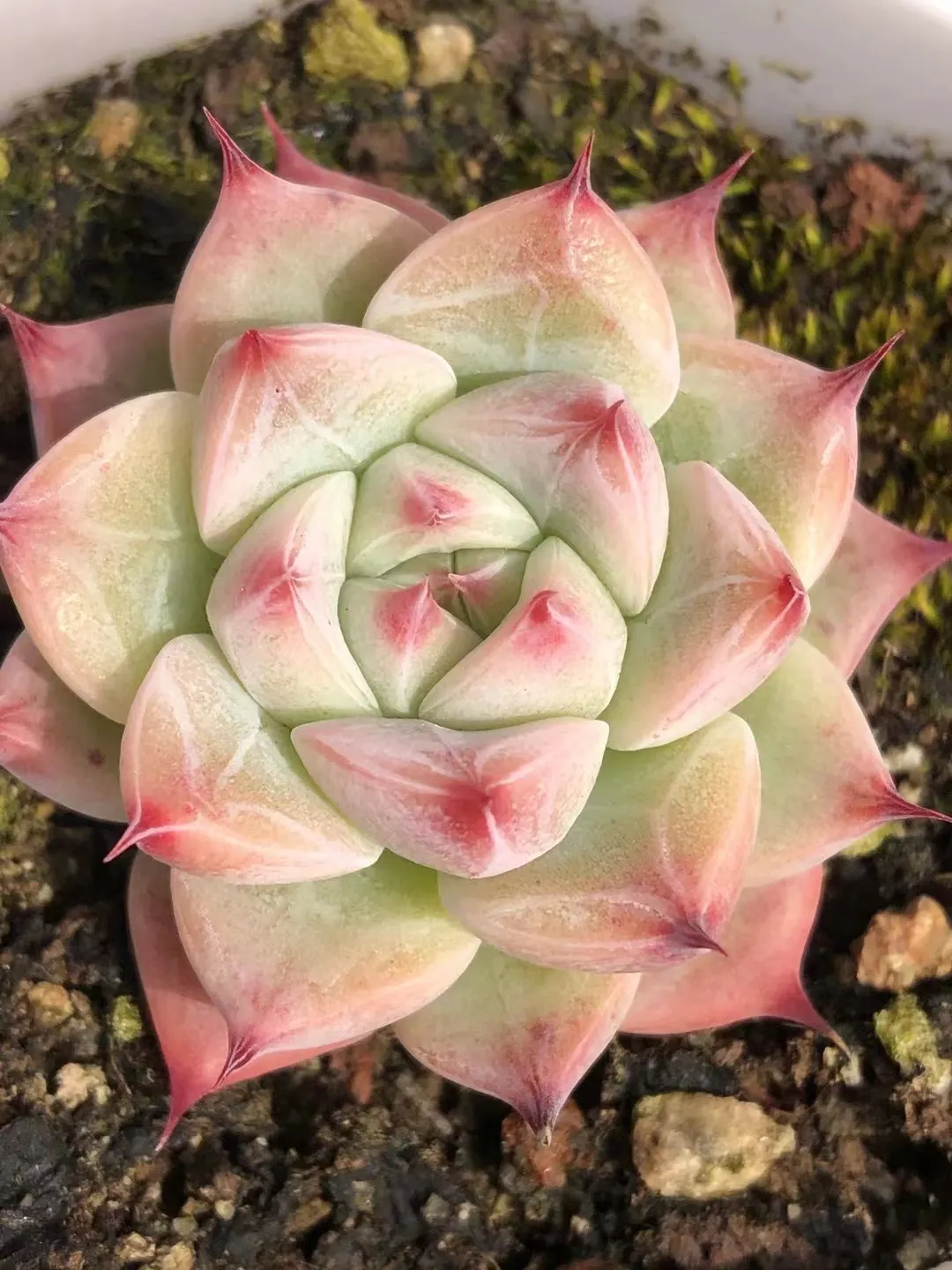 plant Aeonium Echeveria Haworthia  Caudex  Lithops Cactus  Agave 