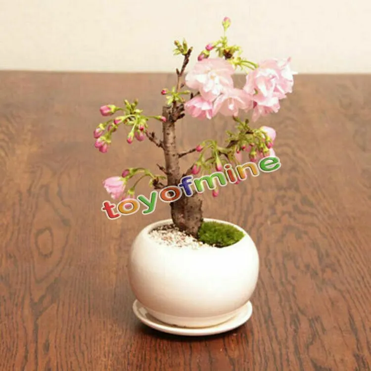 20PCS Cherry Bonsai Bonsai Tree Japanese New Blossoms Sakura seeds Flower  Seeds