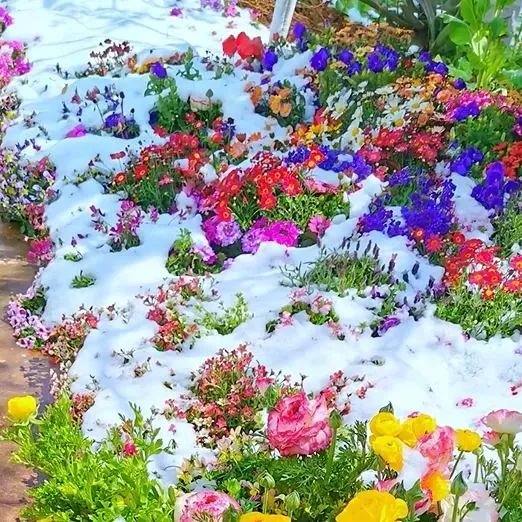 Mixed Perennial Flowers for All Seasons &ndash; 100+ Kinds