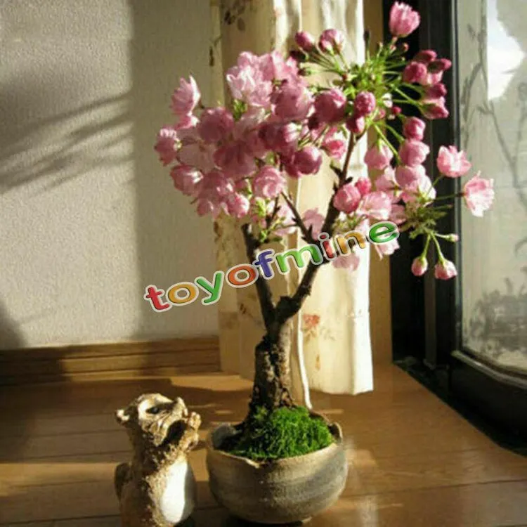 20PCS Cherry Bonsai Bonsai Tree Japanese New Blossoms Sakura seeds Flower  Seeds