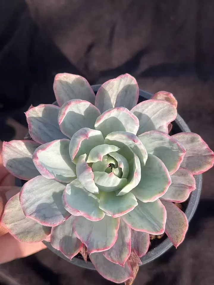 plant Aeonium Echeveria Haworthia  Caudex  Lithops Cactus  Agave 