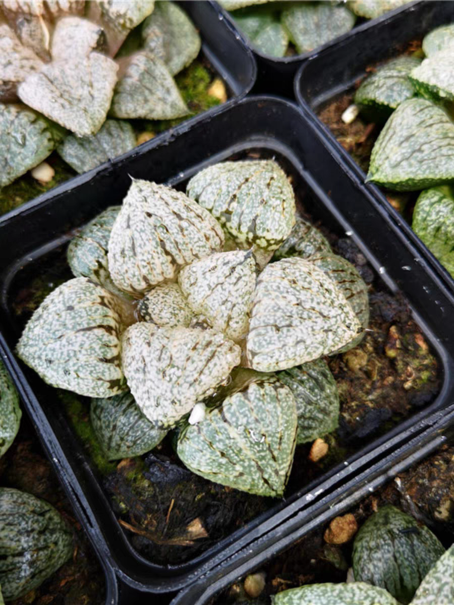plant Aeonium Echeveria Haworthia  Caudex  Lithops Cactus  Agave 