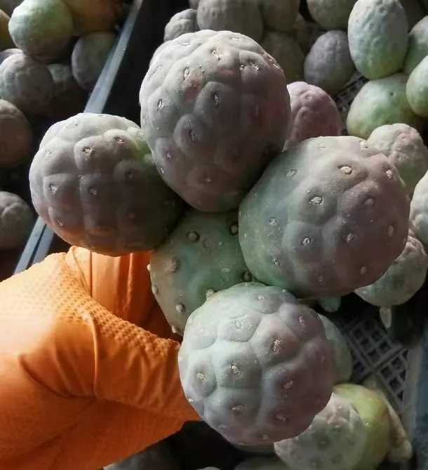 plant Aeonium Echeveria Haworthia  Caudex  Lithops Cactus  Agave 