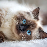 Ragdoll Belly Up - Diamond Painting