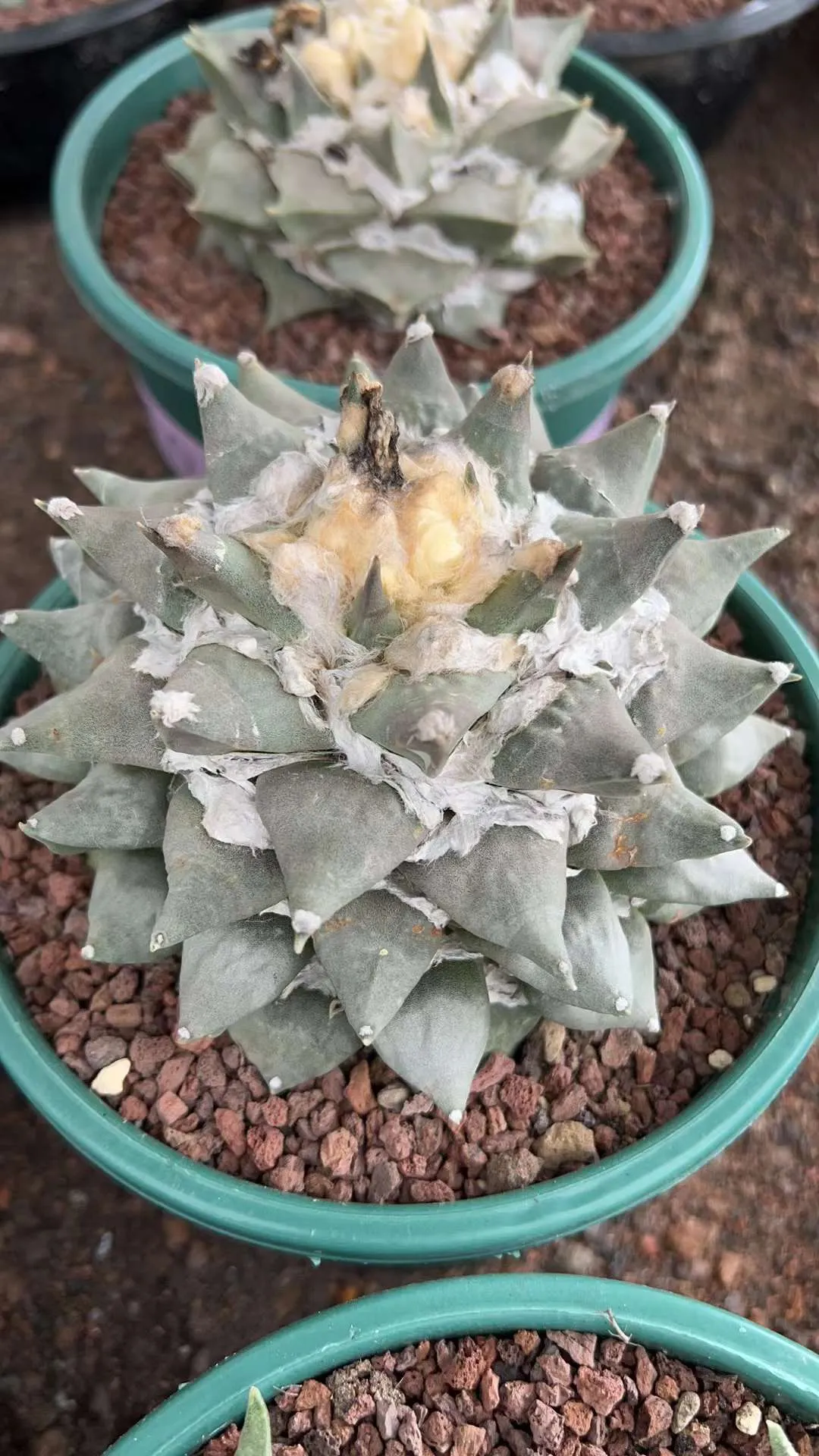 plant Aeonium Echeveria Haworthia  Caudex  Lithops Cactus  Agave 