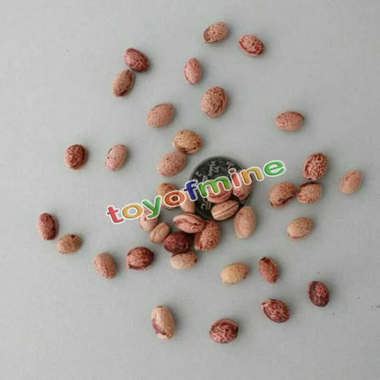 20PCS Cherry Bonsai Bonsai Tree Japanese New Blossoms Sakura seeds Flower  Seeds