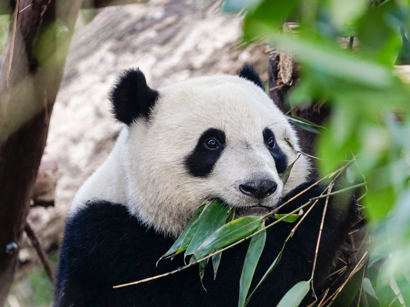 1 Day Chengdu Research Base of Giant Panda Breeding Tour