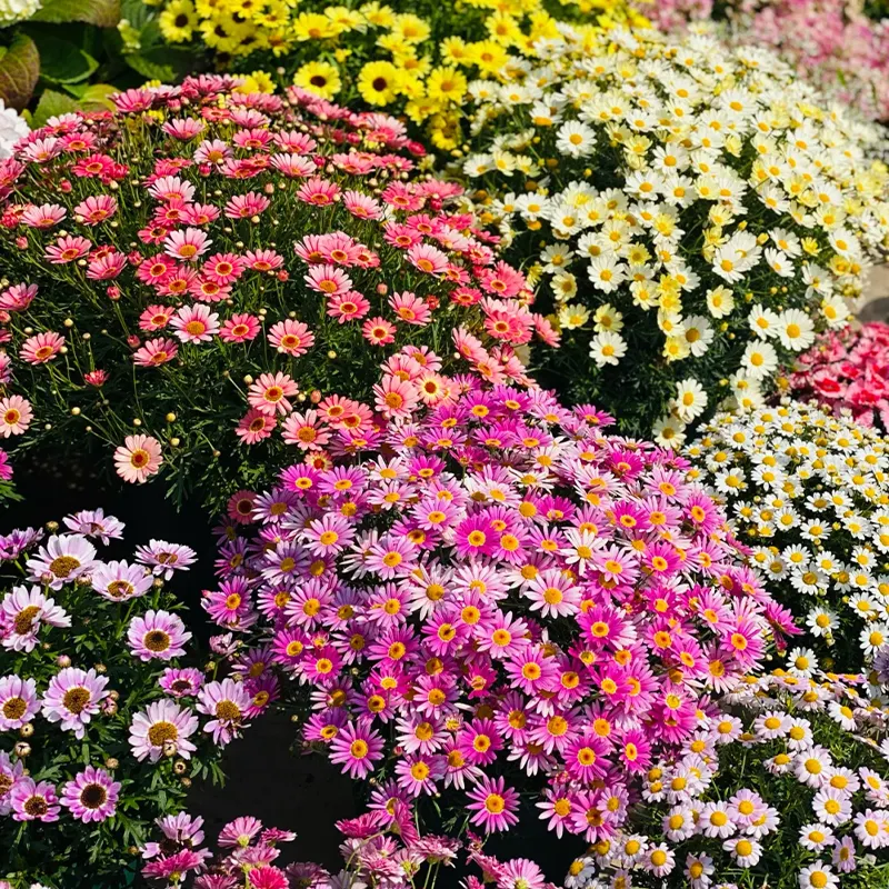 🌼Natural Mosquito Repellent - Pyrethrum seeds