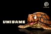 Childhood Series Turtle - Dragon Ball Statue - C-Studios