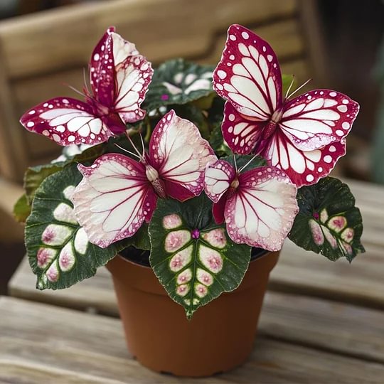 🦋Moonlight Butterfly Begonia