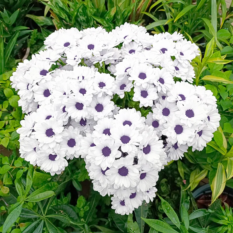 🌼Natural Mosquito Repellent - Pyrethrum seeds