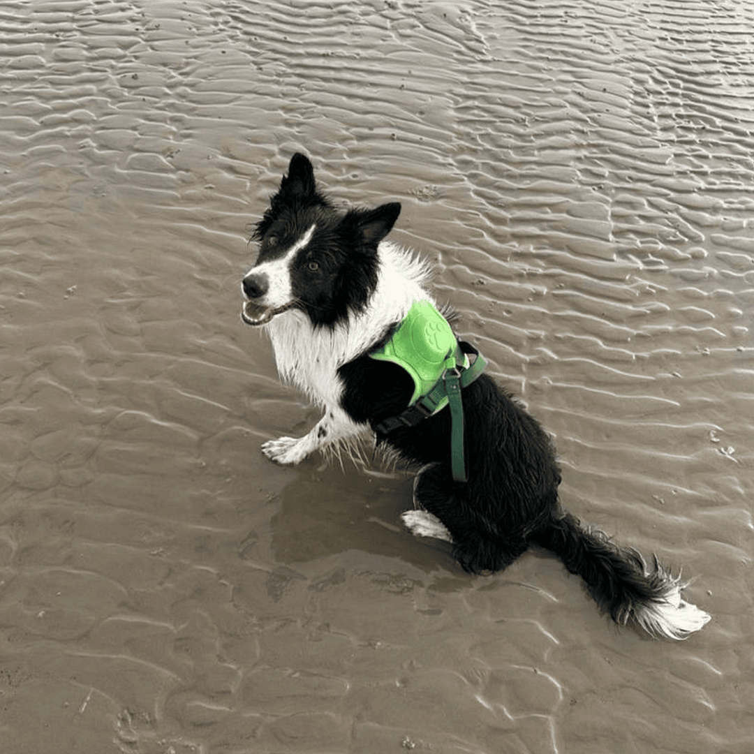 Poochbark&trade; 3 in 1 Dog Harness with Built-In Leash