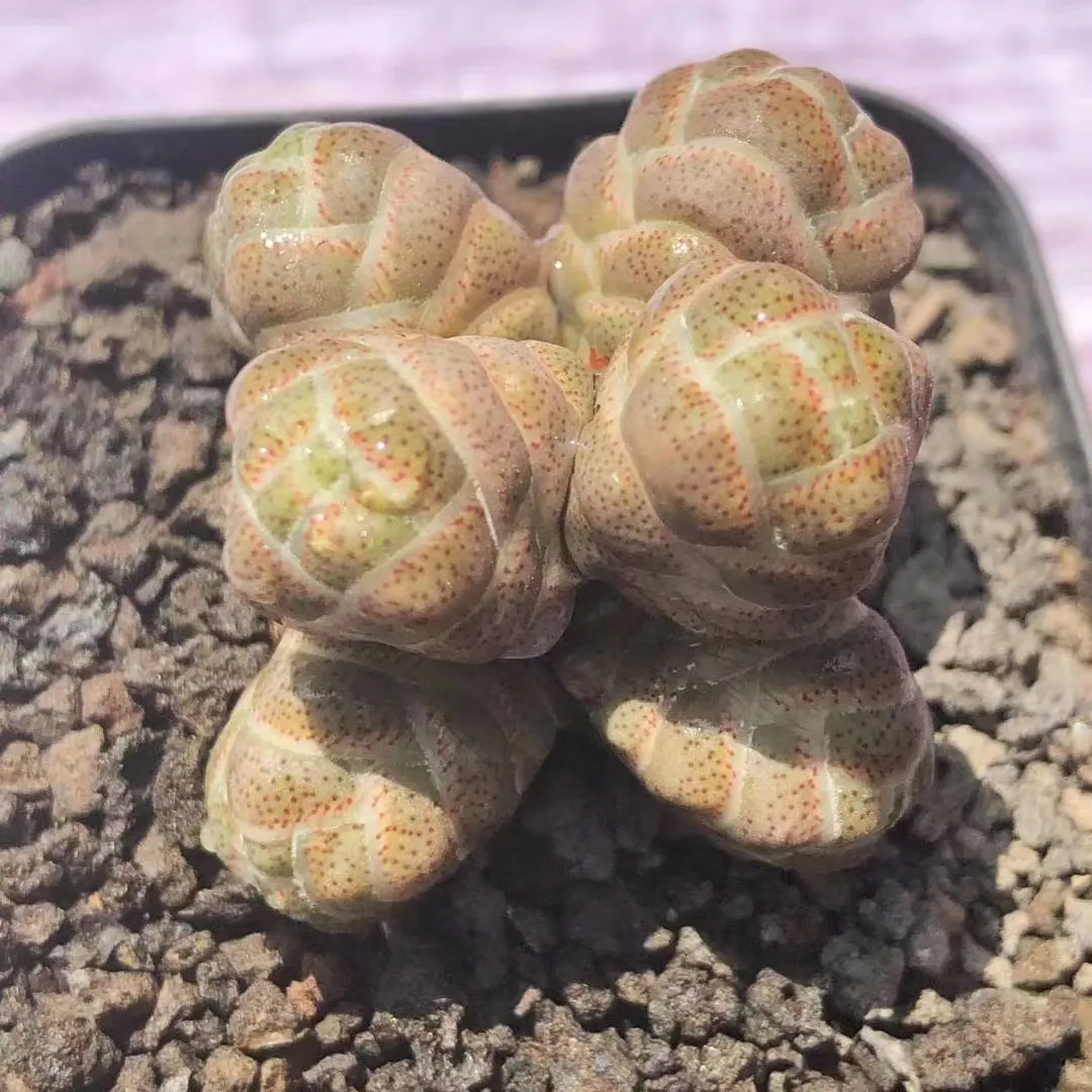 plant Aeonium Echeveria Haworthia  Caudex  Lithops Cactus  Agave 