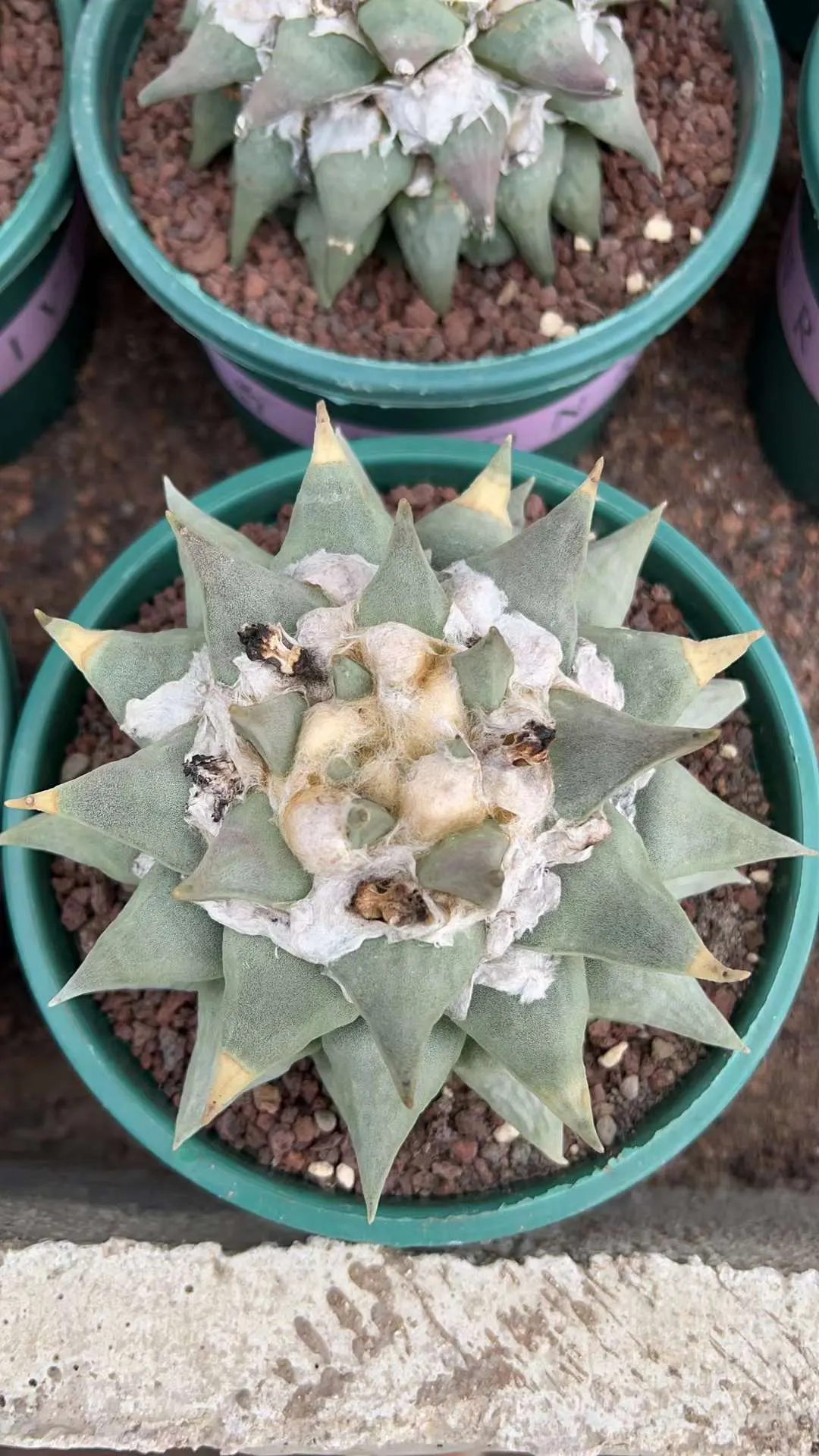 plant Aeonium Echeveria Haworthia  Caudex  Lithops Cactus  Agave 