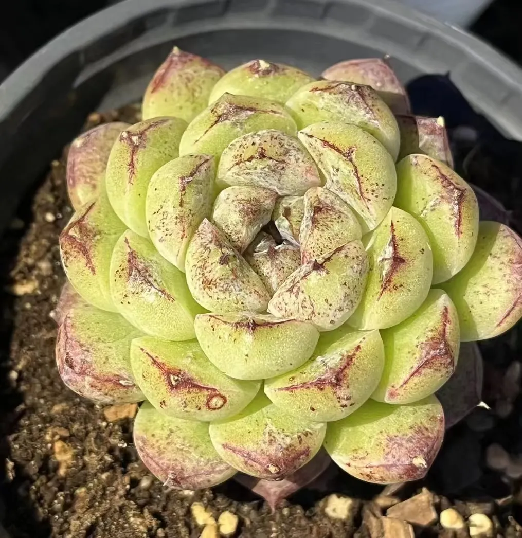 plant Aeonium Echeveria Haworthia  Caudex  Lithops Cactus  Agave 