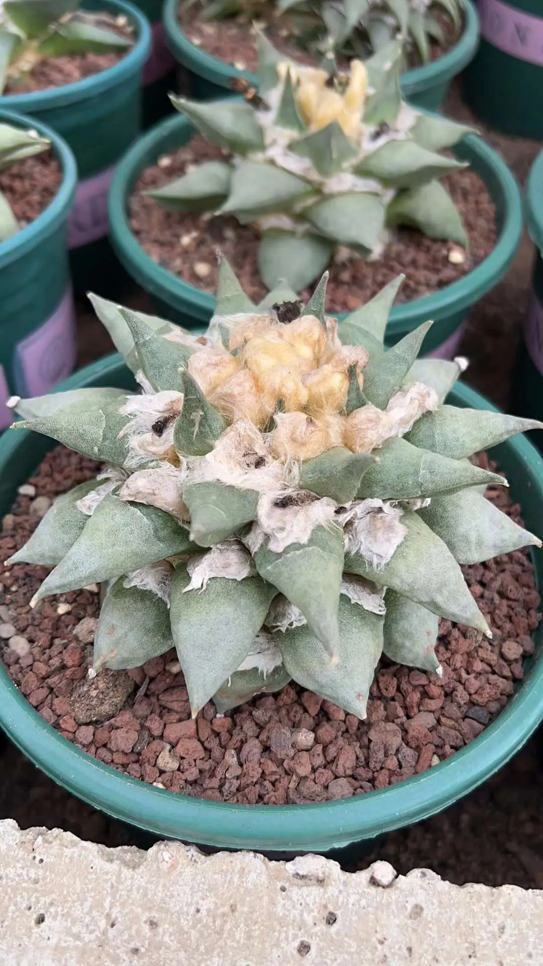 plant Aeonium Echeveria Haworthia  Caudex  Lithops Cactus  Agave 