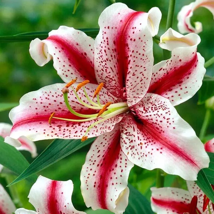 Black Spots Lily-Rare Exquisite Lily Bulbs 🌸
