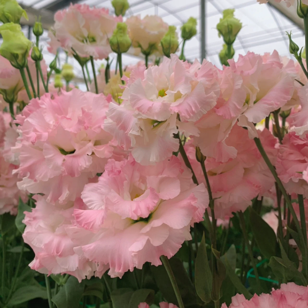 Premium Lisianthus Seeds &ndash; Grow Elegant, Long-Lasting Blooms in Your Garden