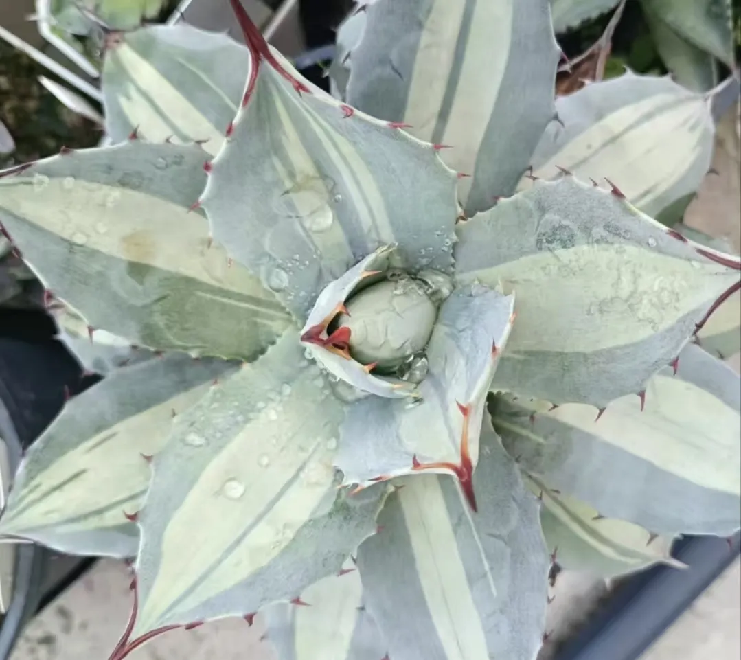 plant Aeonium Echeveria Haworthia  Caudex  Lithops Cactus  Agave 