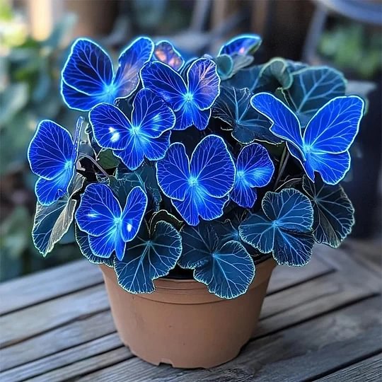 🦋Moonlight Butterfly Begonia
