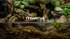 Grass Type Family Series Tyranitar Family - Pokemon Resin Statue - Gene Studios