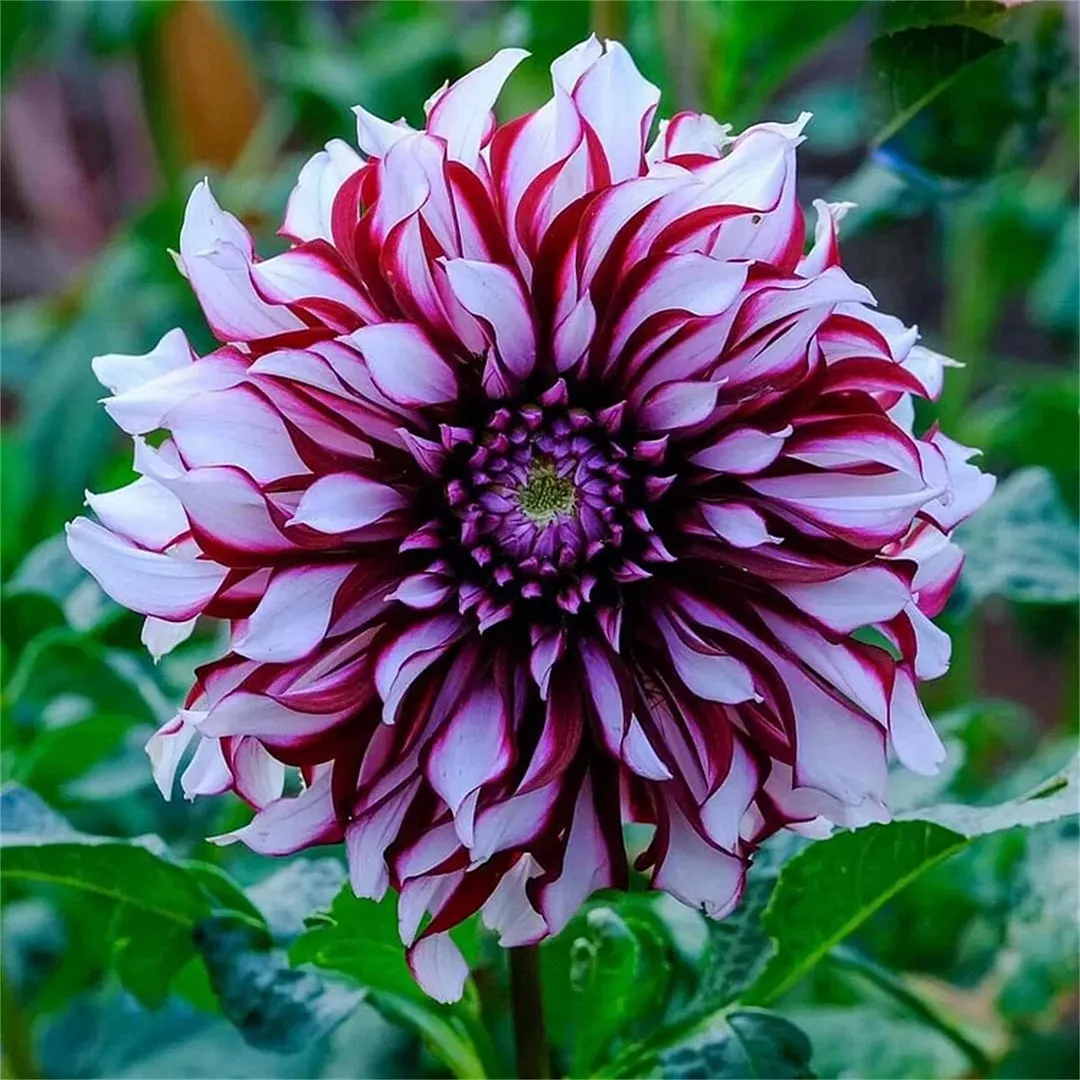 Red Devils-Double dahlia bulbs