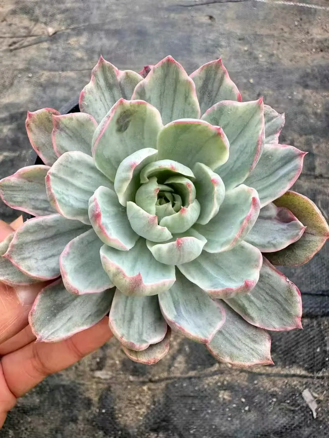 plant Aeonium Echeveria Haworthia  Caudex  Lithops Cactus  Agave 