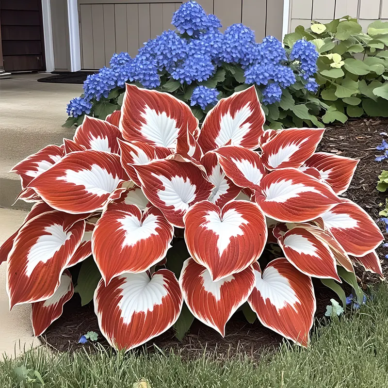 🪴Best Hosta Plants to Grow in the Shade