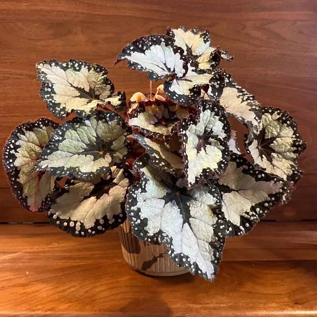 Dolcebita Begonia Seeds