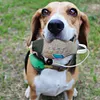 Dead Duck Dummy Bumper for Outdoor Training Waterfowl Retriever(Dark Green)