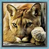 Florida Mountain Lion - 14CT Counted Cross Stitch - 40*40cm - Animal