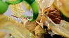 Desert Scene with LED - Pokemon Resin Statue - Gene Studios