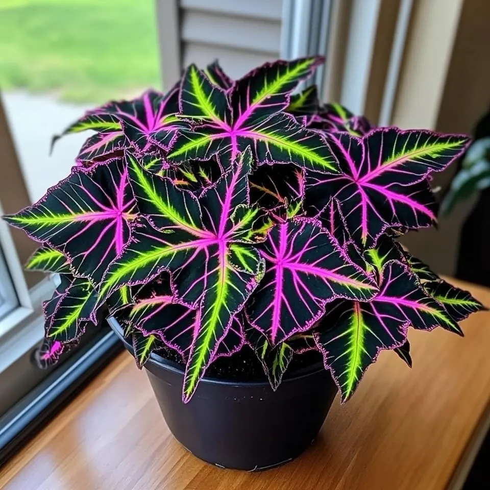 Calathea Plant In Garden