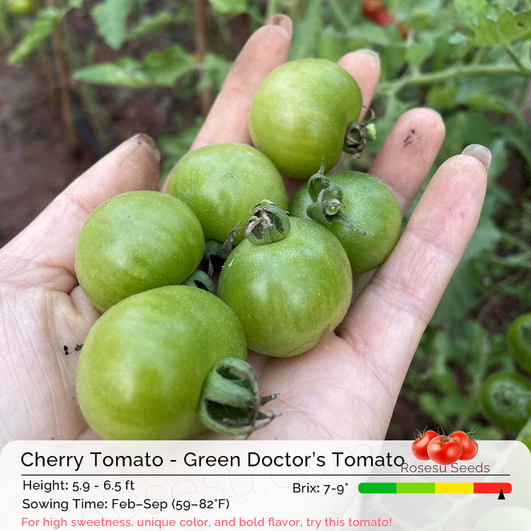 Cherry Tomato Seeds - Green Doctor&rsquo;s Tomato