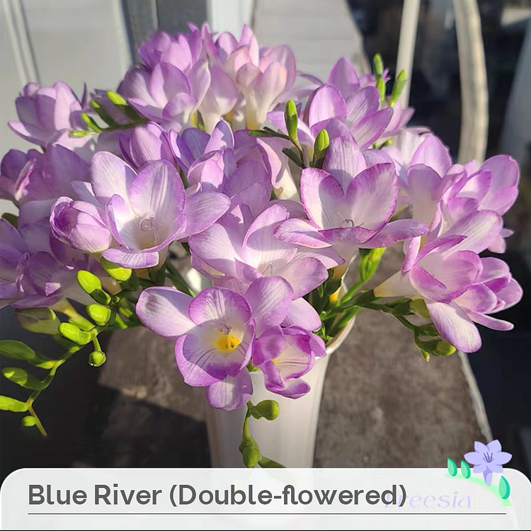 Freesia Bulbs 