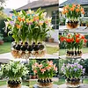 Phalaenopsis Lantern Flower Bulbs
