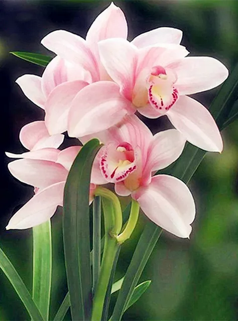 Diamond Painting - Full Round/Square Drill - Flower(30*40 - 50*60cm)