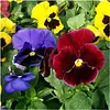 Swiss Giants Pansy Seeds for Gardening Planting Package of 600 Seeds Attracts Monarch Butterflies