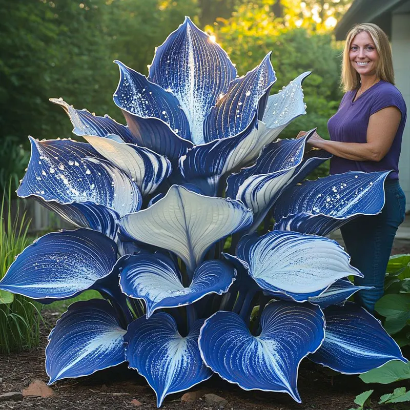 🪴Best Hosta Plants to Grow in the Shade