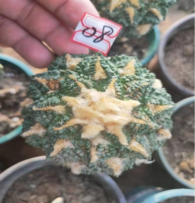 plant Aeonium Echeveria Haworthia  Caudex  Lithops Cactus  Agave 