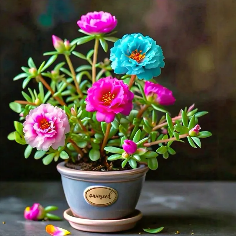 🌹MOSS ROSE&mdash;IMMORTAL FLOWER