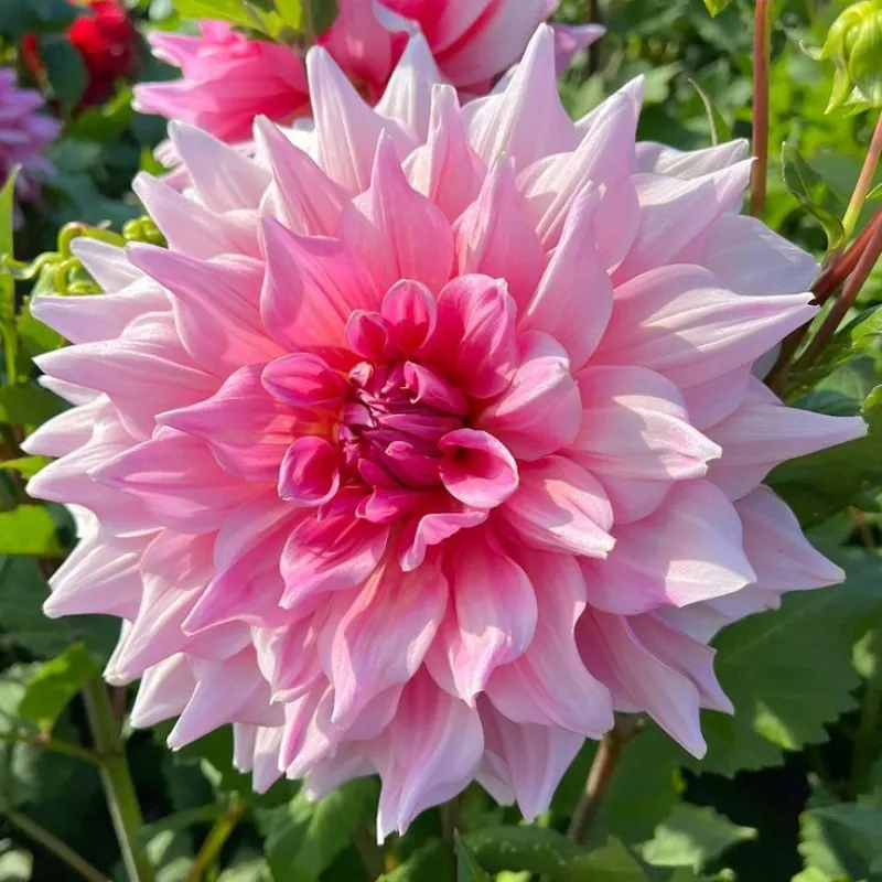Red Devils-Double dahlia bulbs