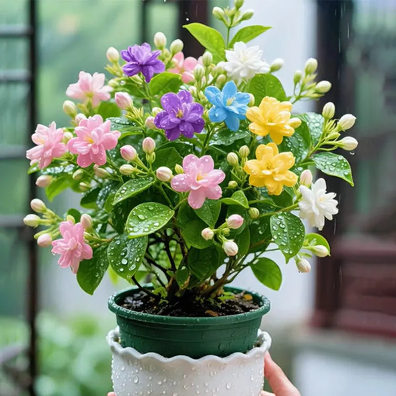 Ruby-🔔Double Fuchsia Bulbs