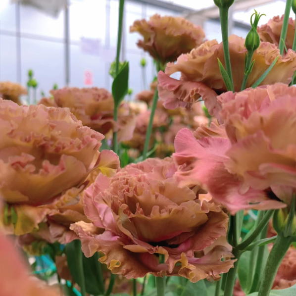 Premium Lisianthus Seeds &ndash; Grow Elegant, Long-Lasting Blooms in Your Garden