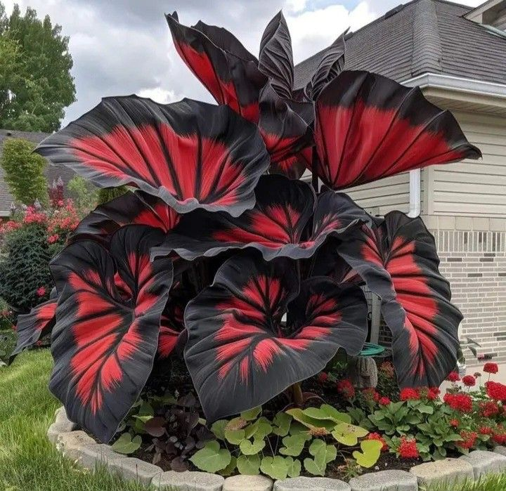Crimson Frost-Giant Alocasia Bulbs🍃Transform Your Space with Tropical Majesty